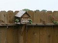 Parots_at_the_feeder