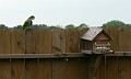 Parots_at_the_feeder2